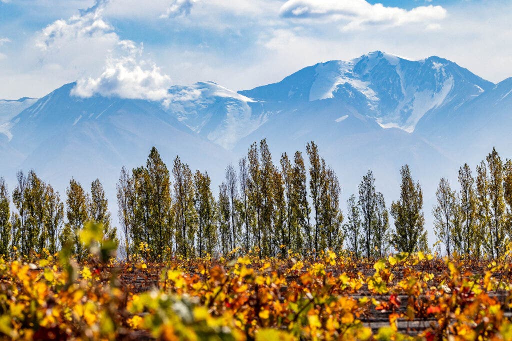 , The Best Wineries (and More) to Visit in Mendoza, Argentina