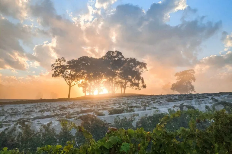 The Most Expensive Australian Wine? Gippsland Pinot Noir