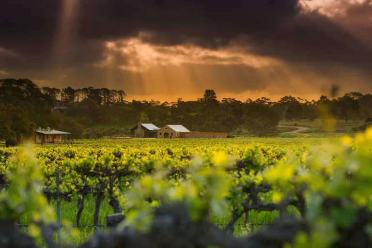 Top Wineries of Australia 2024 top performing regions