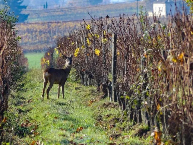 Cool Bordeaux: terroirs come in from the cold