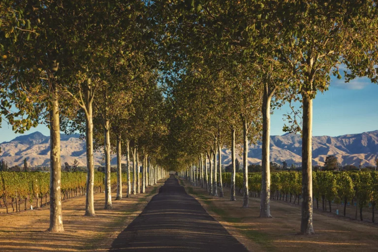 Wairau River: Rooted in Heritage, Rooted in Family