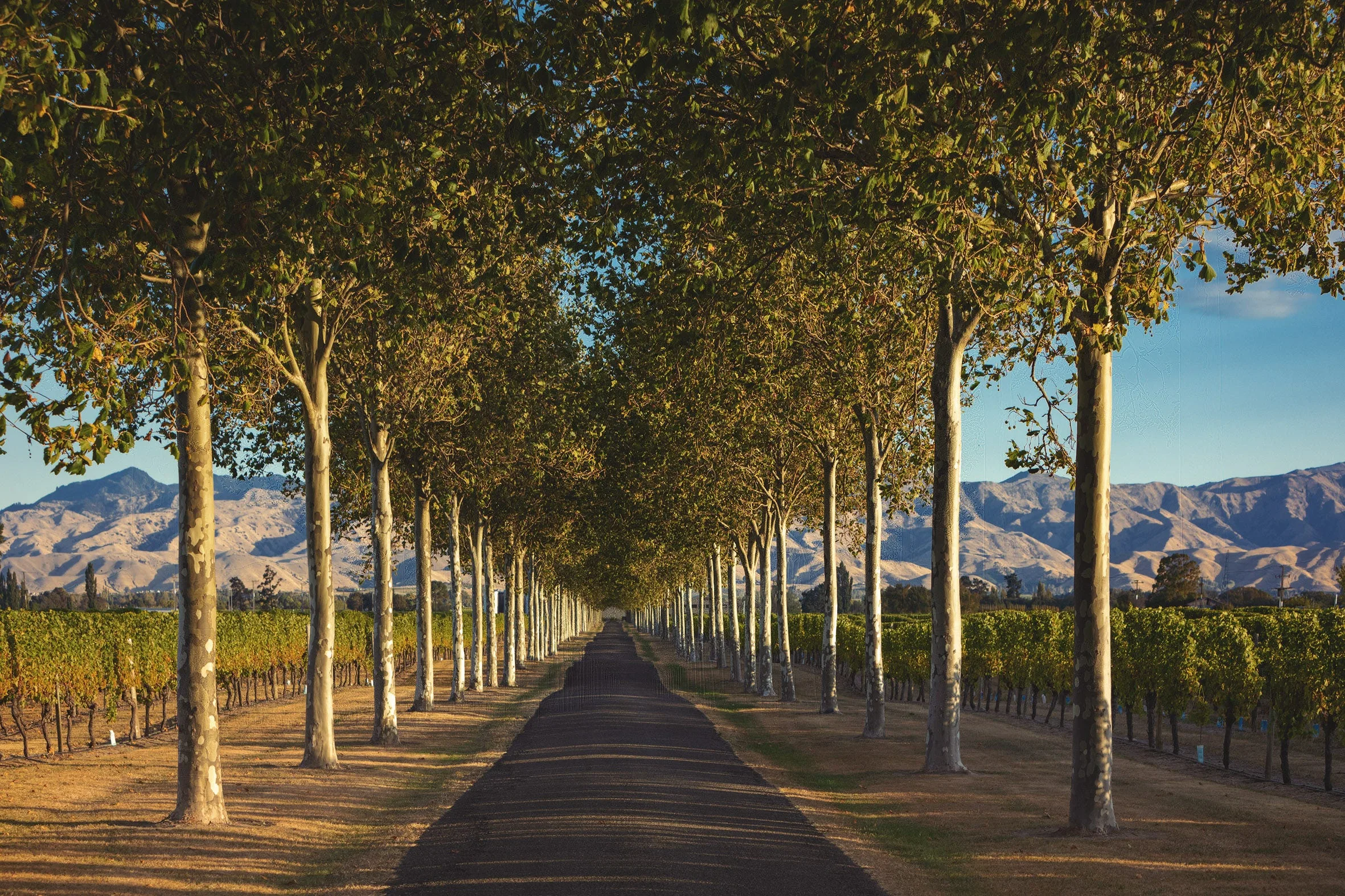 , Wairau River: Rooted in Heritage, Rooted in Family