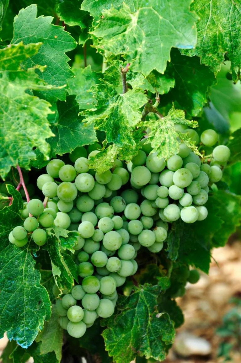 Ever Wonder About Organic Grapes or Organic Wines?