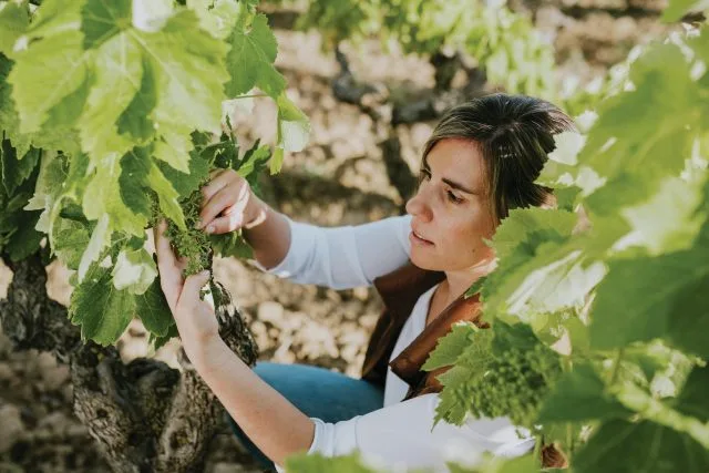 Friends with benefits: How important are French varieties to Spanish wine?