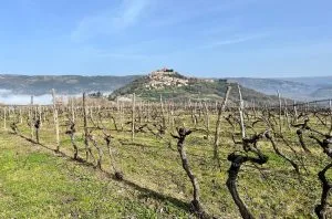 Istrian Authenticity: 15 Malvazija and Teran wines to try