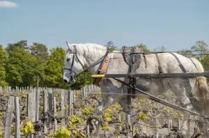 Best biodynamic wines to try on Earth Day