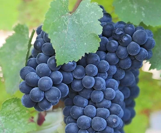 Petit Verdot – The Little Green One That We Love in Texas