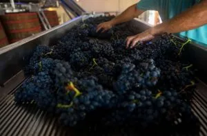 What do Tannat wines taste like?