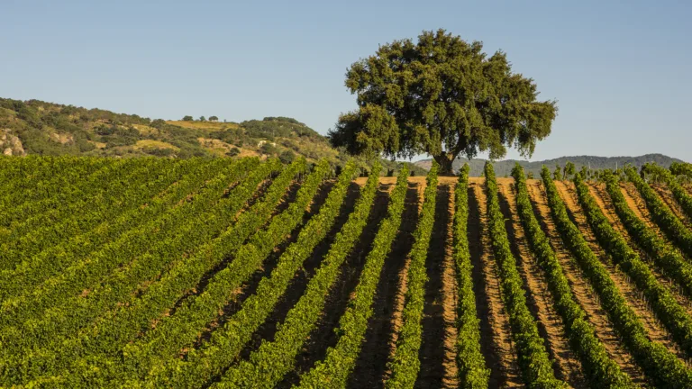 Baglio di Pianetto Is Leading Sustainable Winemaking in Sicily