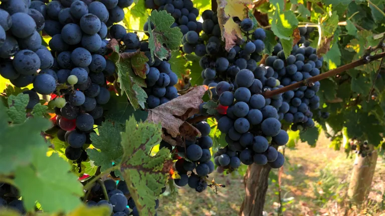 The 10 Most Popular Cabernet Sauvignons in the World