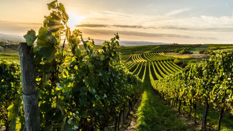 New Study Finds Climate Change Could Eliminate 70% of the World’s Wine Regions This Century