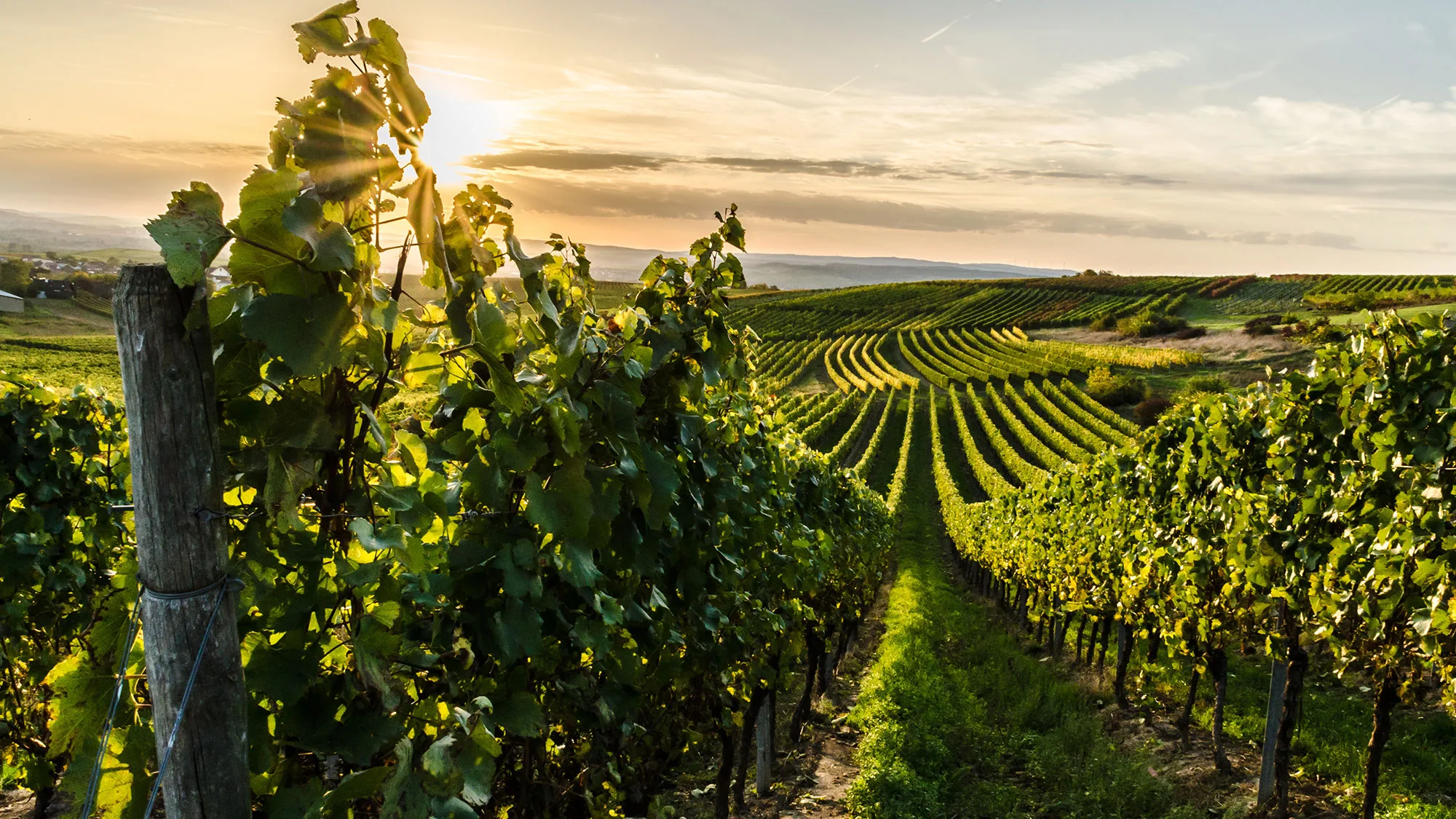 , New Study Finds Climate Change Could Eliminate 70% of the World’s Wine Regions This Century