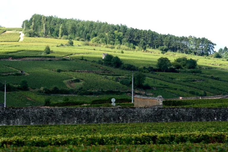 Pricing fine wine in New Zealand