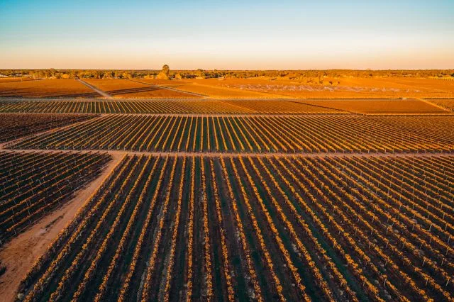 , South Australian Government offers support to grape growers