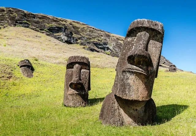 Wild grape vines of Easter Island identified