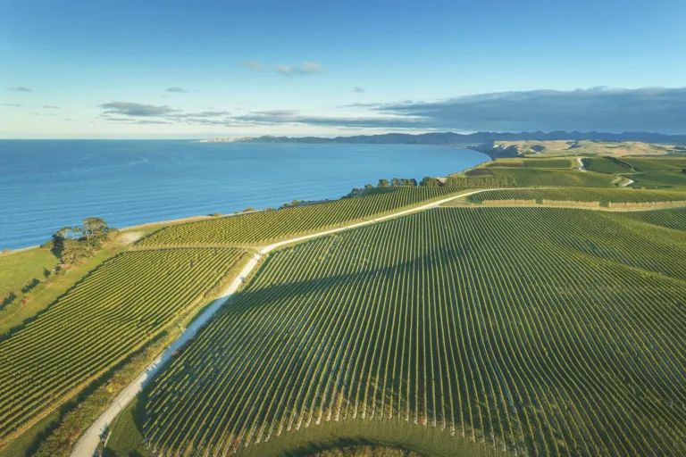 Generation game: Who stands to inherit NZ’s wine industry?