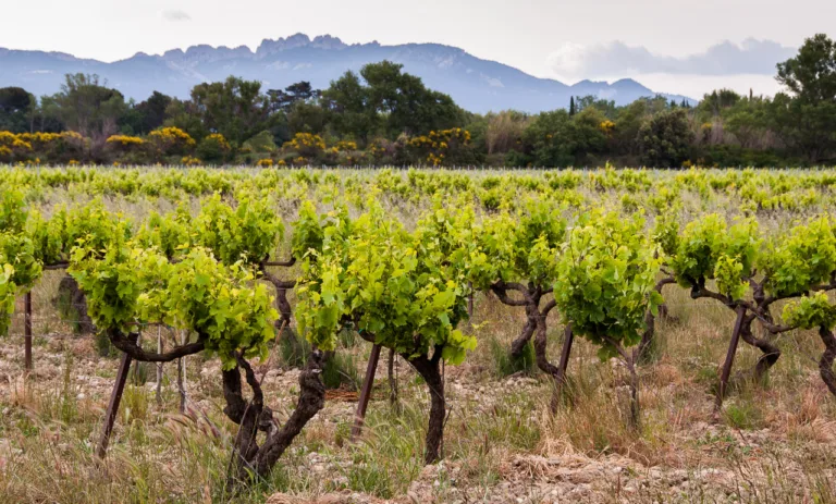 Celebrate Earth Day with Female Winemakers in the Rhône