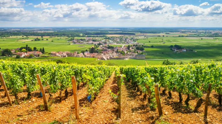 Wine 101: Burgundy Part V: Hardships and Silver Linings