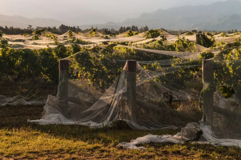 Over a Trillion Cicadas Are Coming. What Does That Mean for Wineries?