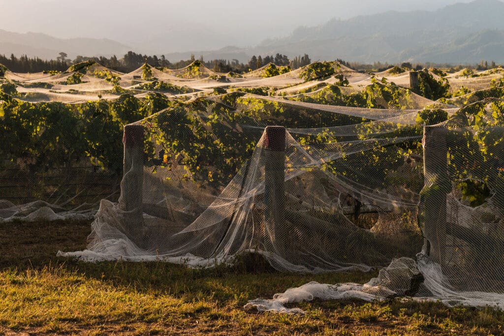 , Over a Trillion Cicadas Are Coming. What Does That Mean for Wineries?