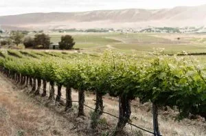 Avennia: Wines of place and precision in Washington state