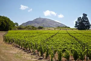 Uruguay harvest report 2024: Expressive white wines and Pinot Noirs