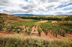 Rioja by numbers