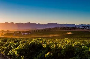 Savouring South Africa: A guide to great white wines