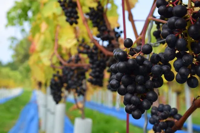 Could this Swiss grape be the future of English wine?