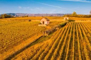 Côte-d’Or vineyard prices soared in 2023