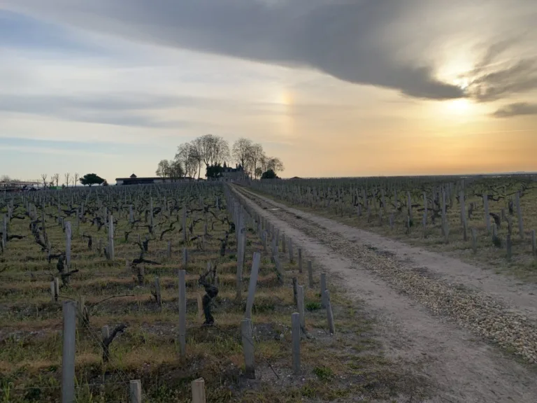 Pauillac 2023: impressively homogenous