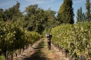 Chile’s 2024 harvest: Yields lower, but quality high