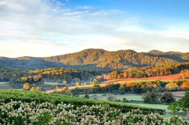 Virginia wineries become latest to join the Wine Origins Alliance