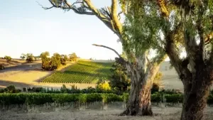 Australian Riesling: An underrated, pristine joy