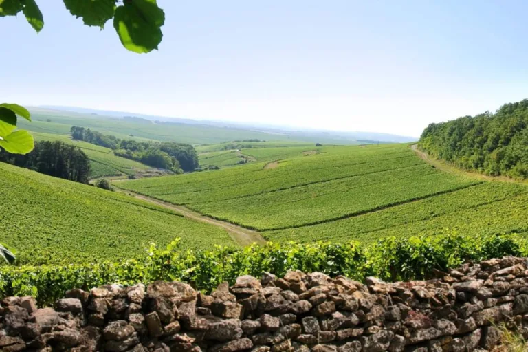 A question of value in white Burgundy