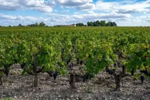 Does terroir exist?