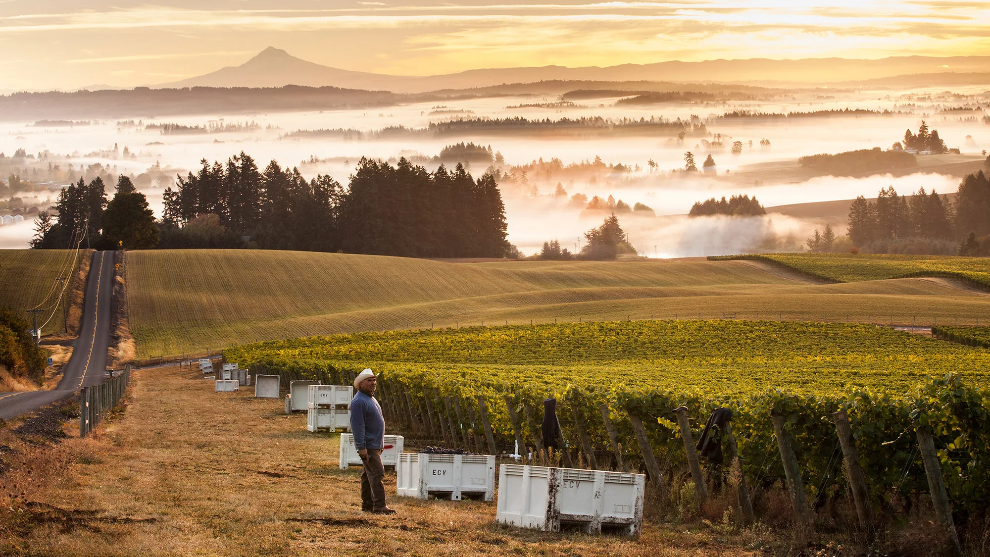 , Pinot Noir and Beyond: Everything You Need to Know About Oregon Wine