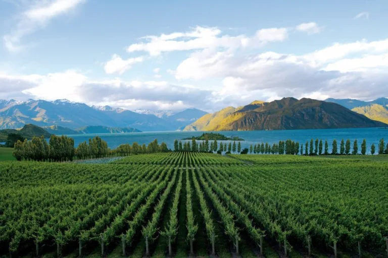 Top Wineries of New Zealand 2024 top performing regions