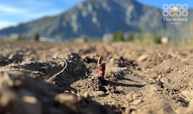 Exciting New Vineyard Development for Clos du Soleil