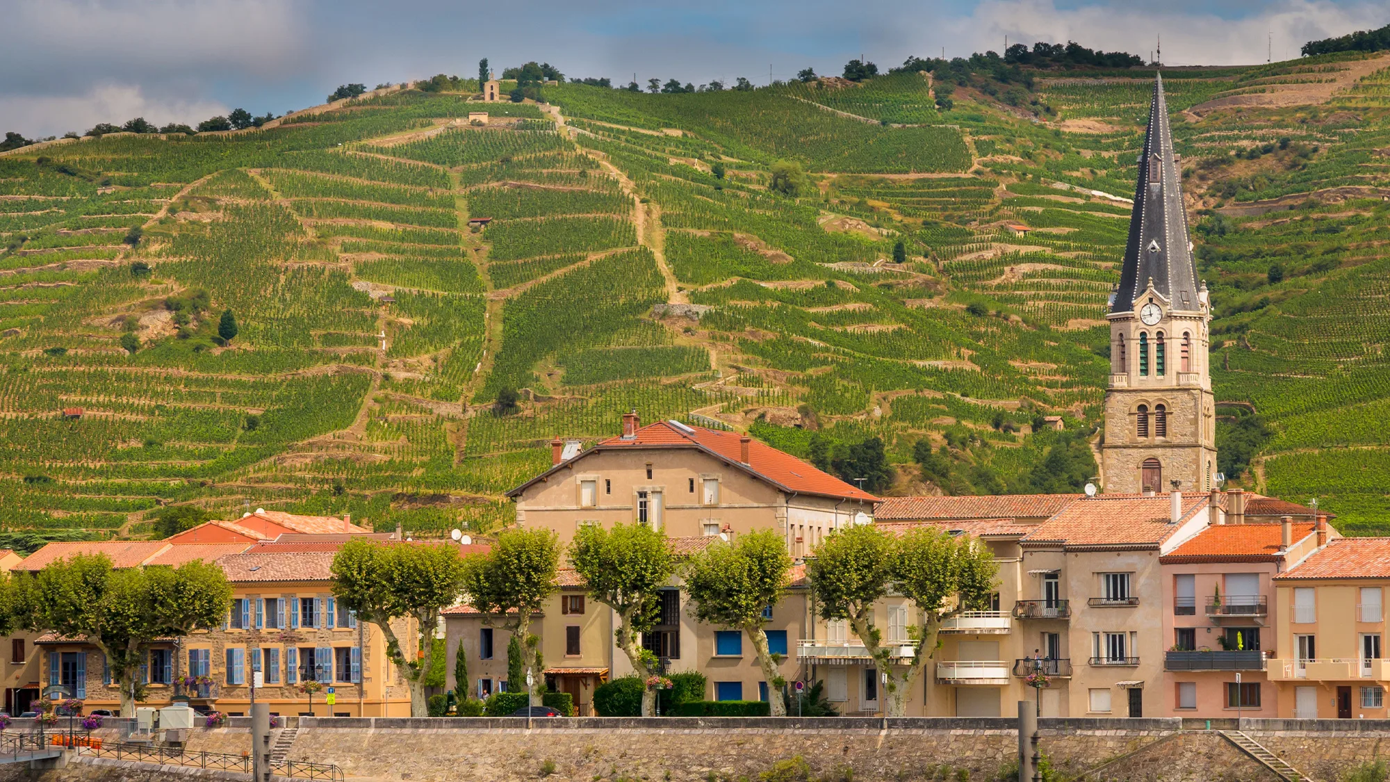 , Wine 101: Rhone Part III: The Baron and the Senator