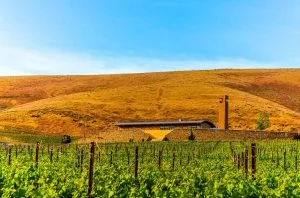 Antinori to take full ownership of Col Solare in Washington State