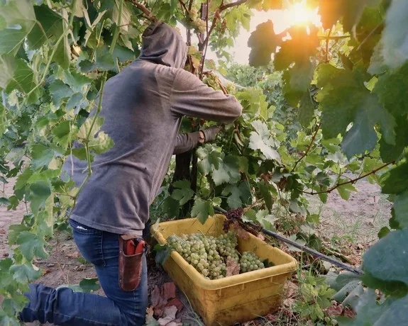 Putting the myth that light and crisply balanced whites can&#8217;t be grown in warm climates to bed