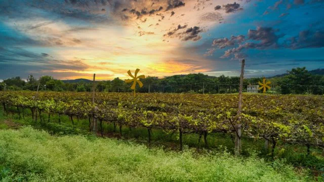 Sula Vineyards rebrands Karnataka winery as Domaine Sula