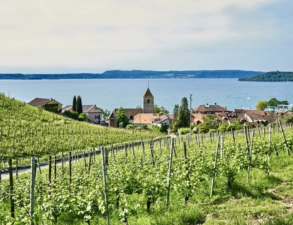 , Swiss Wine: Hard to Find, but Worth the Effort