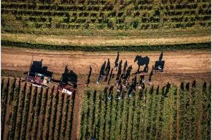 Errazuriz Wine Photographer of the Year 2024 revealed