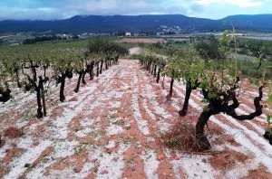 Penedès hit by severe hailstorm