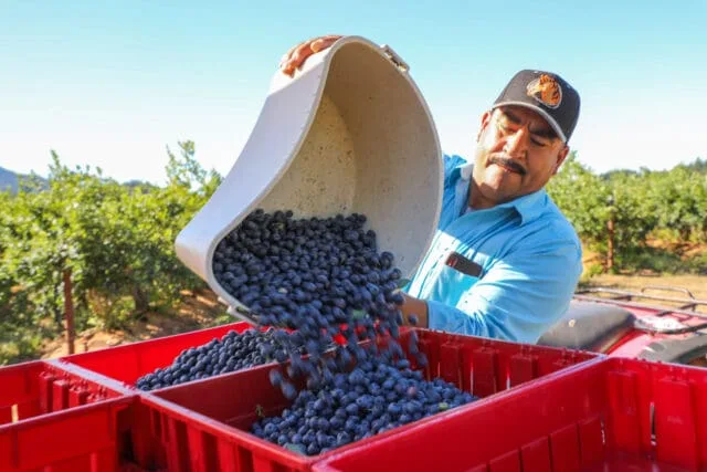 Serres Ranch Kicks Off 23rd Blueberry Harvest with Blueberries Available in Stores and Restaurants Next Week