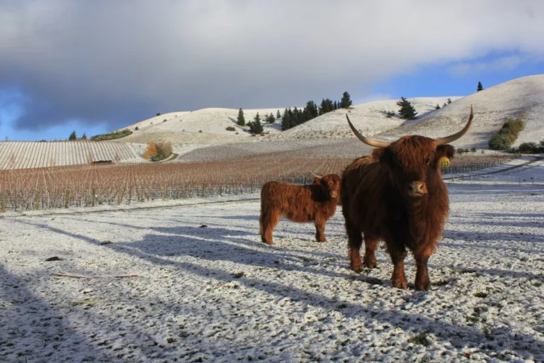 Burn Cottage’s perfect pinot