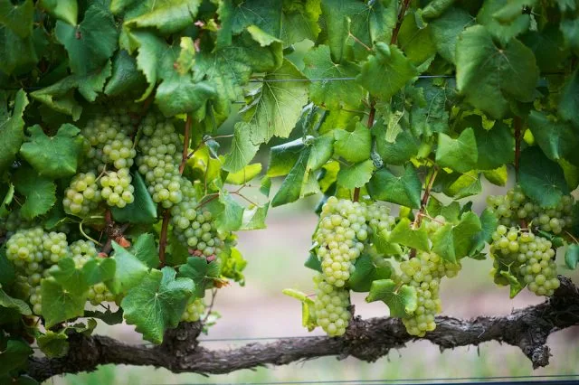 What is Chenin Blanc, the most versatile of grape varieties?