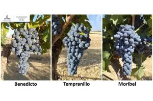 Tempranillo grape relatives show promise in climate study